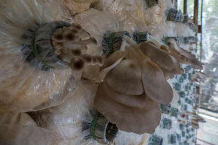 Sarjor-Caju, Mushroom Cultivation, Krabi, Thailandの写真素材