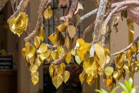 Golden leaves on a tree, Tiger Cave Temple, Wat Tham Sua, Krabi, Thailand, Asiaの写真素材
