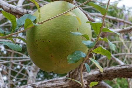 Fruit on a calabash tree (Crescentia cujete), Krabi, Thailand, Asiaの写真素材