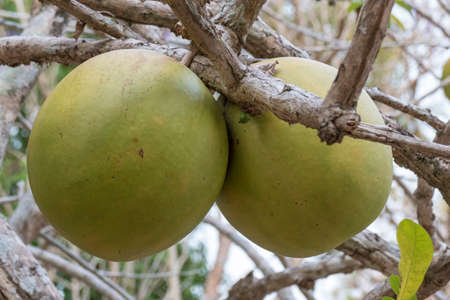 Fruit on a calabash tree (Crescentia cujete), Krabi, Thailand, Asiaの写真素材