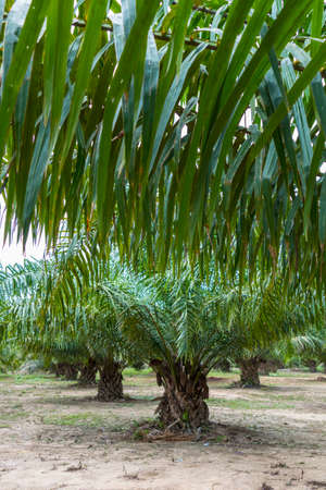 Oil palm (Elaeis guineensis), Krabi, Thailand, Asiaの写真素材