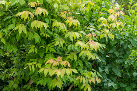 Ash maple Flamingo (Acer negundo Flamingo)の写真素材