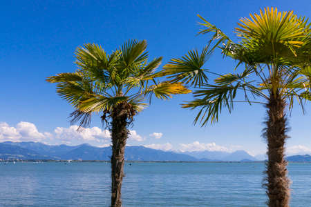 Palm trees on the promenade in Lindau, Lake Constance, Swabia, Bavaria, Germany, Europeの写真素材