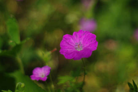 Cranesbill, Geranium sanguineum 'New Hampshire Purple'の写真素材