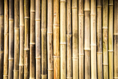 nice background - colorful bambooの写真素材