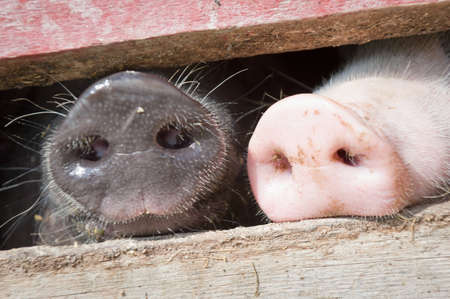 beautiful snouts from two little pigs at a fence