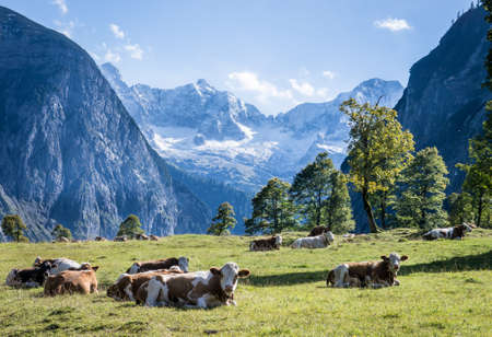 cows at the karwendel mountains in austriaの写真素材