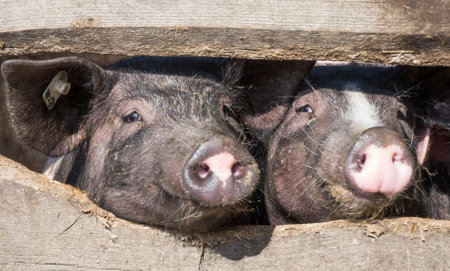 piglets at a farmのeditorial素材