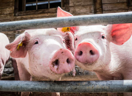 piglets at a farmの写真素材