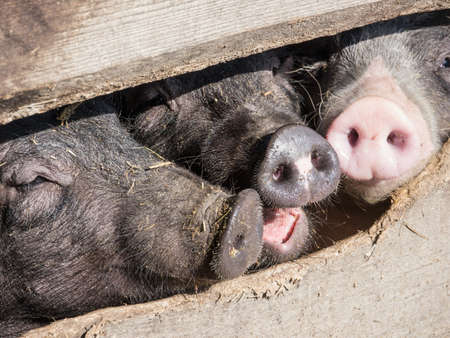 piglets at a farm