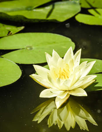 beautiful waterlily at a pondの写真素材