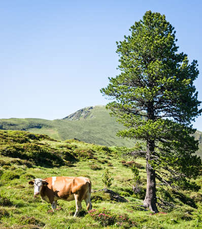 mountain range at the dolomites in austriaの写真素材