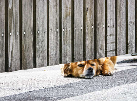 waiting dog at a fenceの写真素材