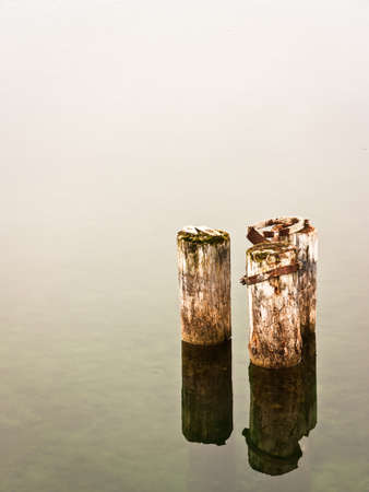 old tree trunks at a lakeの写真素材