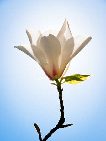 beautiful magnolia - back lit - Magnoliaceaeの写真素材