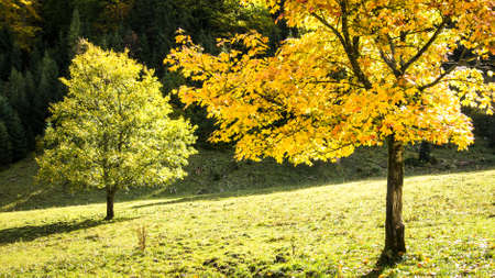trees at a valley in austria - nice background