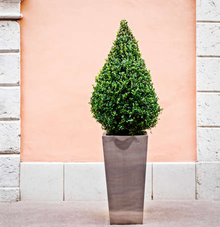 nice little bush in front of a villaの写真素材