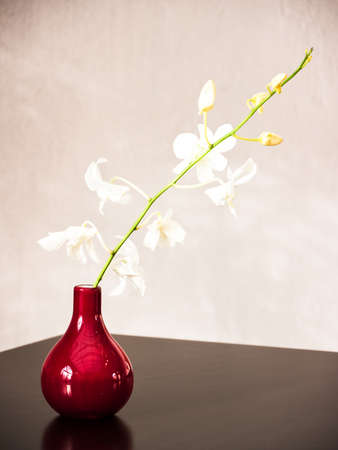 beautiful white orchid - close-up - Orchidaceaeの写真素材