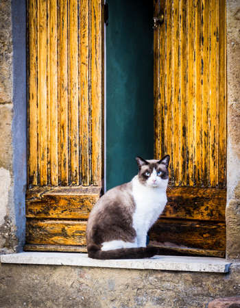 beautiful cat in front of a doorの写真素材
