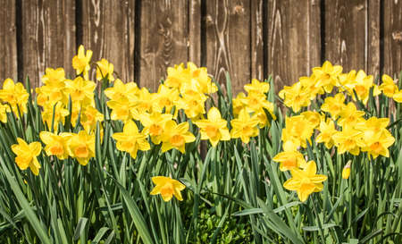 group of Daffodils - Narcissusの写真素材