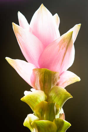 turmeric flower - beautiful close-upの写真素材