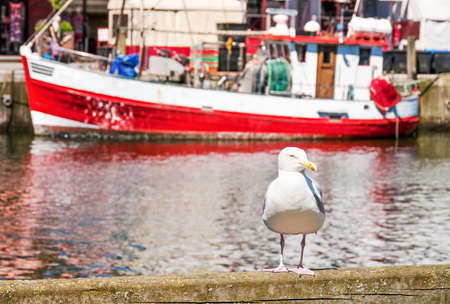 seagull at a harbor in italyの写真素材