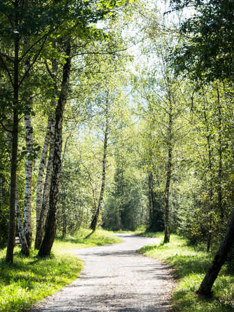 footpath at a forest - nice background