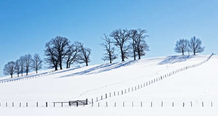 trees at a field in winterの写真素材