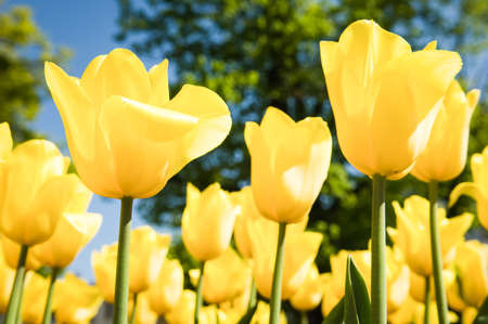 beautiful yellow tulips at a flowerbed - tulipa