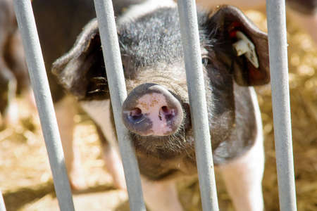 piglet at a farmの写真素材