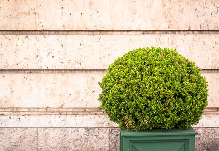 small bush - nice backgroundの写真素材