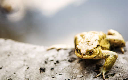 nice little toad at a lakeの写真素材