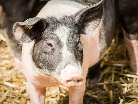 piglets at a farmの写真素材