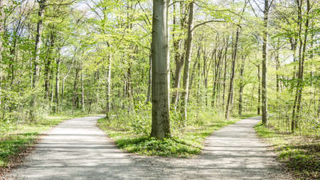 footpath at a forest - nice background