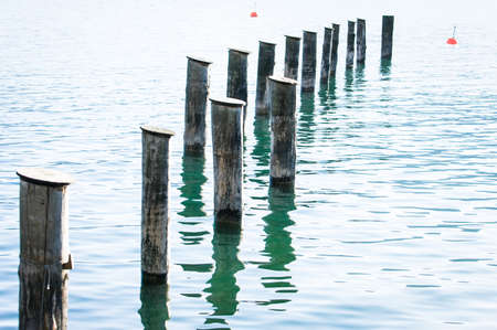 old tree trunks at a lake
