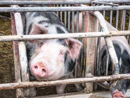 pig at a farmの写真素材