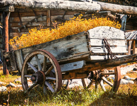 flowers in an old cart
