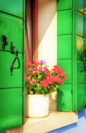 beautiful potted flower at a windowの写真素材