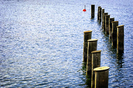 old tree trunks at a lakeの写真素材