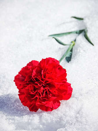 carnation in snow - nice close-upの写真素材