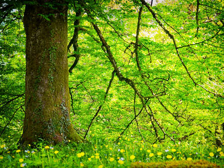 trees at spring - nice backgrounds