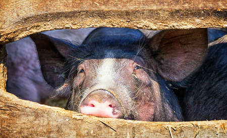 piglet at a farm - behind a fenceの写真素材