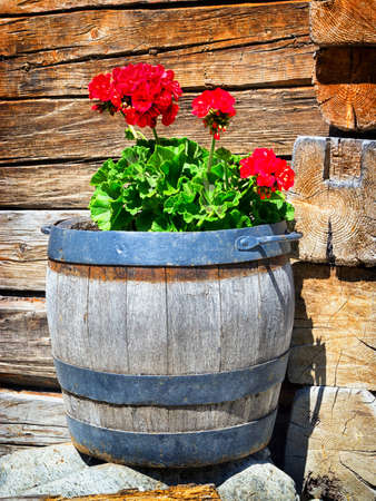 cranesbills in an old wine barrelの写真素材