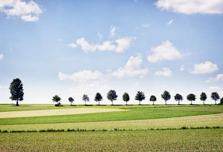 trees at a country road - nice background with space for text