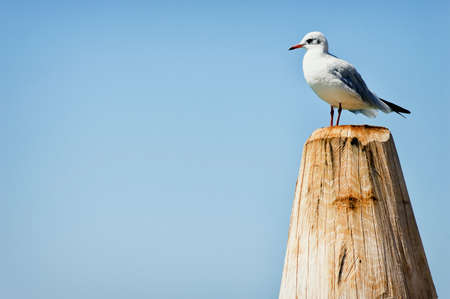 seagull standing on a tree trunk at a lakeの写真素材