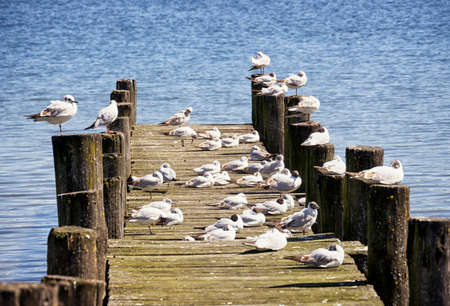 group of seagulls at an old jettyの写真素材