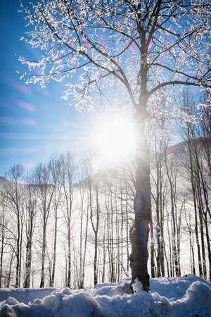 tree in winter in front of blue skyの写真素材