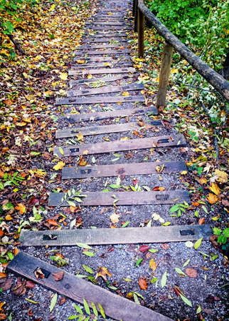 steps at a footpath in a forest