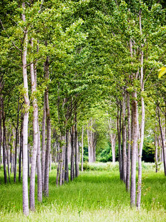 birch trees at a farmの写真素材