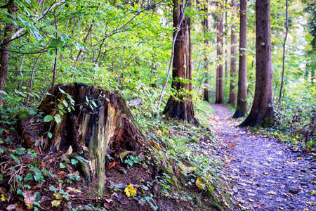 footpath at a forest - photo